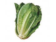 LECHUGA ROMANA